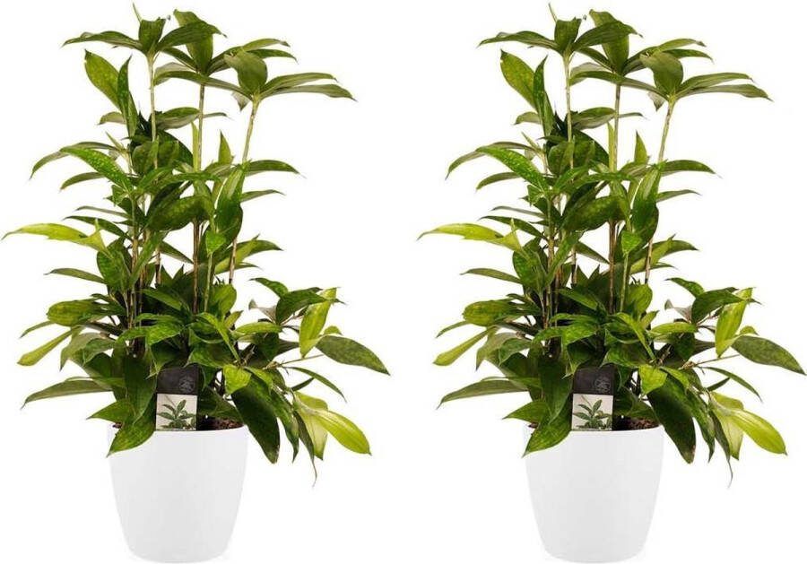 BOTANICLY Kamerplanten van – 2 × Drakenboom incl. sierpot wit als set – Hoogte: 55 cm – Dracaena surculosa