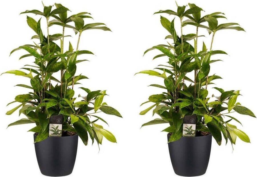 BOTANICLY Kamerplanten van – 2 × Drakenboom incl. sierpot zwart als set – Hoogte: 55 cm – Dracaena surculosa