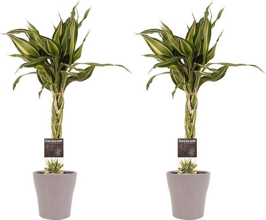 BOTANICLY Kamerplanten van – 2 × Drakenboom incl. taupe sierpot als set – Hoogte: 45 cm – Dracaena Sandriana Victory