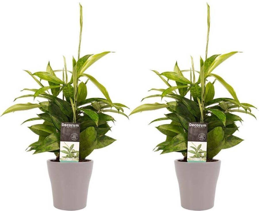 BOTANICLY Kamerplanten van – 2 × Drakenboom incl. taupe sierpot als set – Hoogte: 45 cm – Dracaena surculosa
