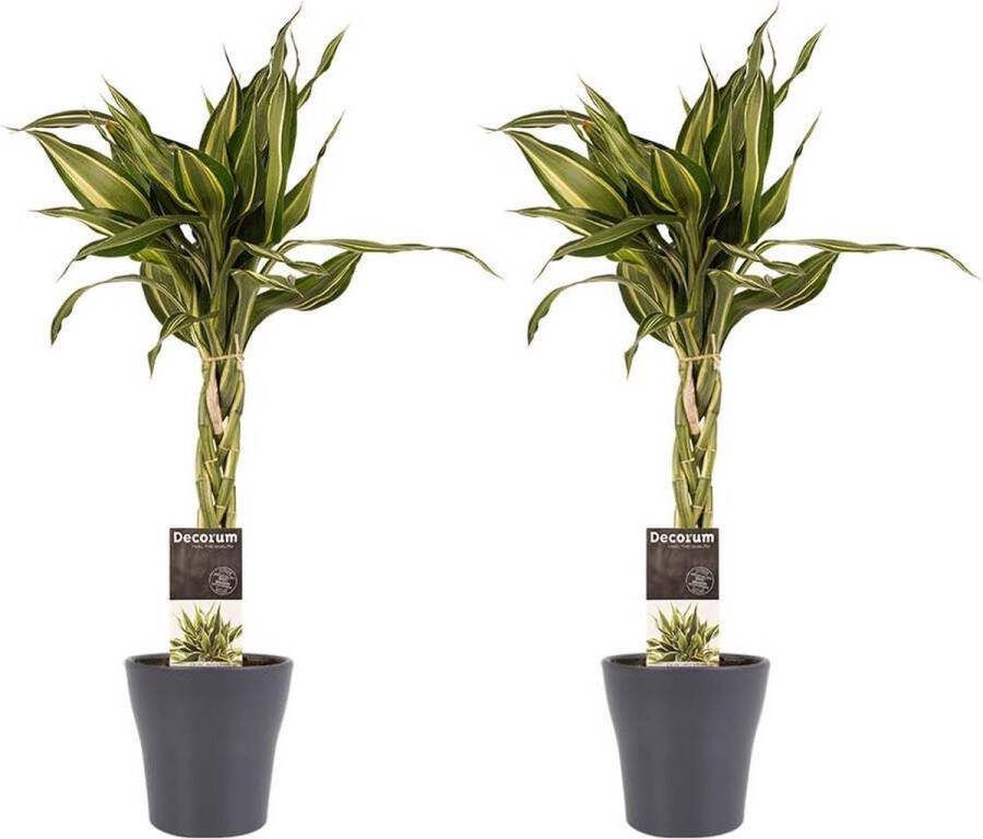 BOTANICLY Kamerplanten van – 2 × Drakenboom met grijze sierpot als set – Hoogte: 45 cm – Dracaena Sandriana Victory