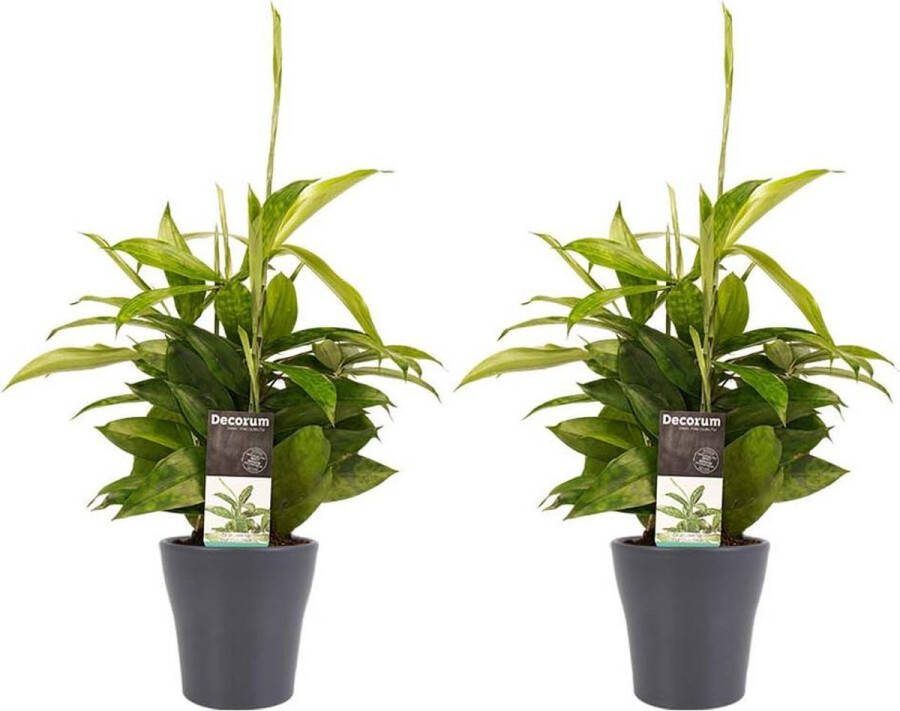 BOTANICLY Kamerplanten van – 2 × Drakenboom met grijze sierpot als set – Hoogte: 45 cm – Dracaena surculosa