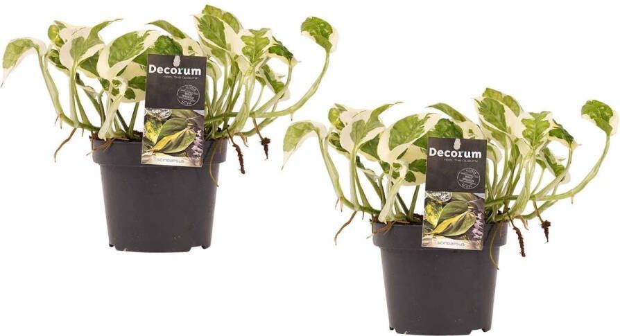 BOTANICLY Kamerplanten van – 2 × Epipremnum pinatum NJoy – Hoogte: 15 cm