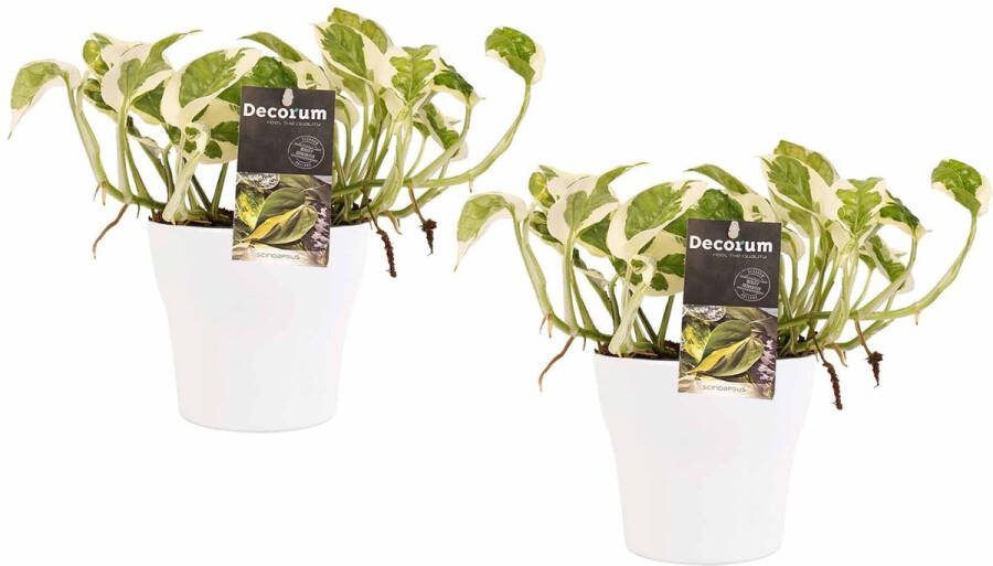 BOTANICLY Kamerplanten van – 2 × Epipremnum pinatum NJoy incl. sierpot wit als set – Hoogte: 15 cm
