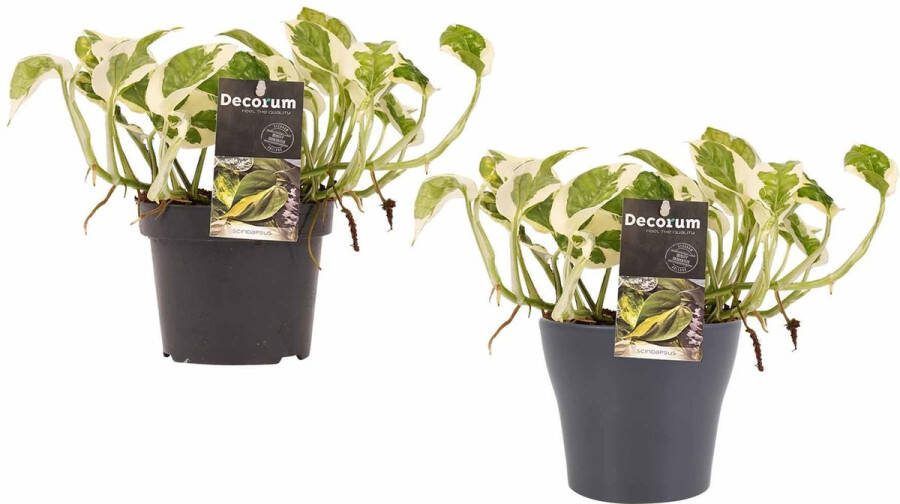 BOTANICLY Kamerplanten van – 2 × Epipremnum pinatum NJoy met grijze sierpot als set – Hoogte: 15 cm