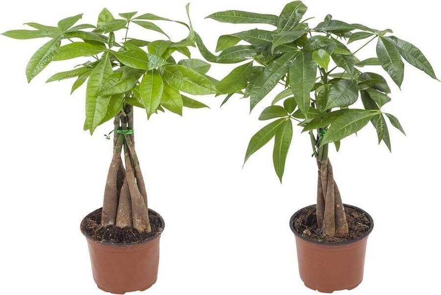 BOTANICLY Kamerplanten van – 2 × Geldboom – Hoogte: 35 cm – Pachira aquatica