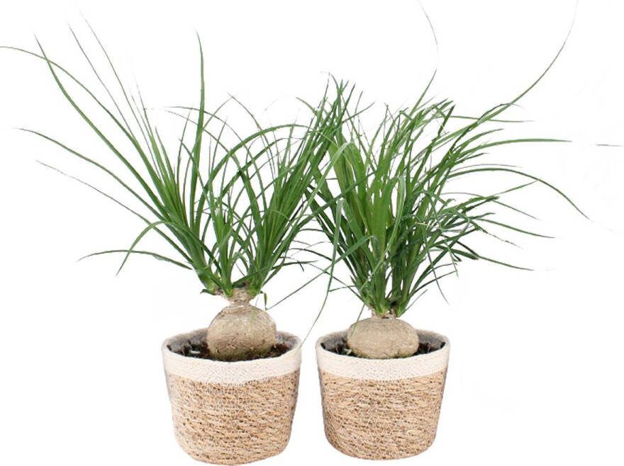 BOTANICLY Kamerplanten van – 2 × Olifantenpoot incl. sierpot champagne kleurig sierpot als set – Hoogte: 45 cm – Beaucarnea recurvata