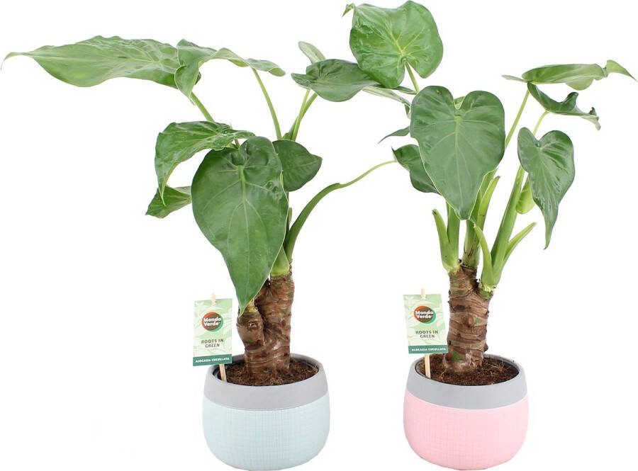 BOTANICLY Kamerplanten van – 2 × Olifantsoor in keramiek pot 'MINT-MOSAIC' als set – Hoogte: 50 cm 3 takken – Alocasia Cucullata