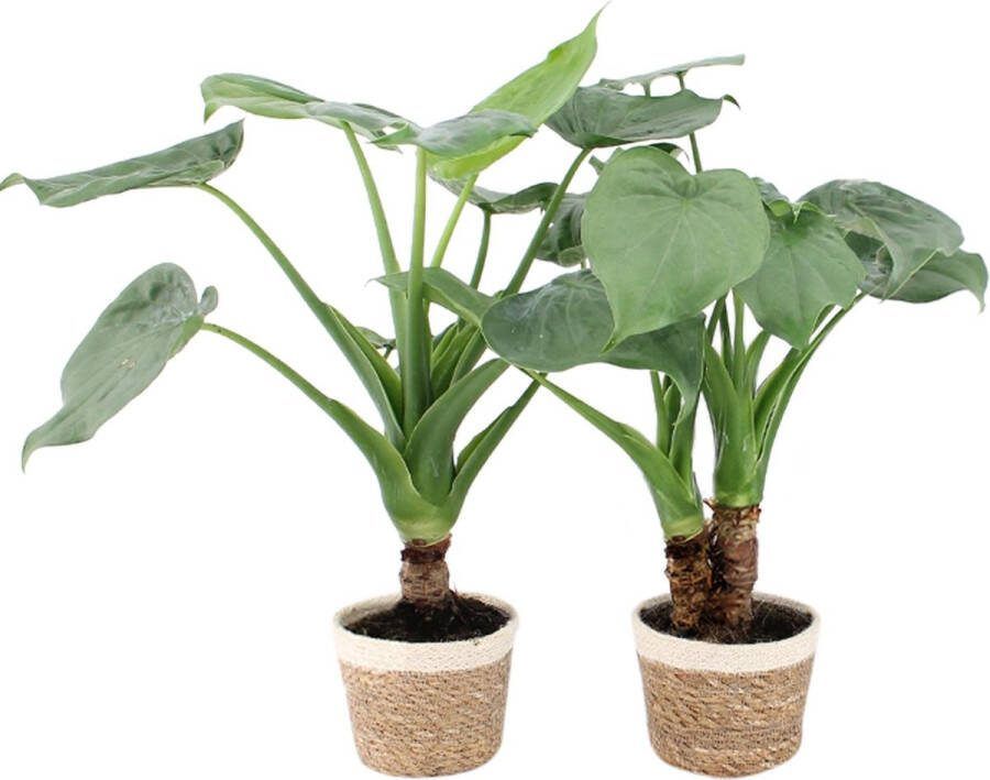 BOTANICLY Kamerplanten van – 2 × Olifantsoor incl. sierpot champagne kleurig sierpot als set – Hoogte: 60 cm – Alocasia Cucullata