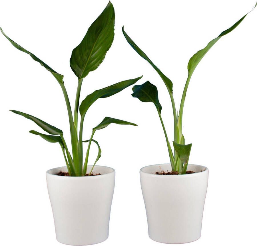 BOTANICLY Kamerplanten van – 2 × Paradijsvogelbloem incl. sierpot wit als set – Hoogte: 35 cm – Strelitzia Reginae