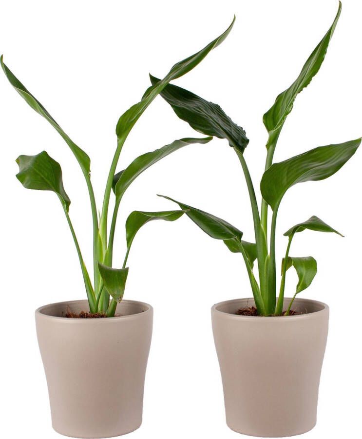 BOTANICLY Kamerplanten van – 2 × Paradijsvogelbloem incl. taupe sierpot als set – Hoogte: 35 cm – Strelitzia Reginae