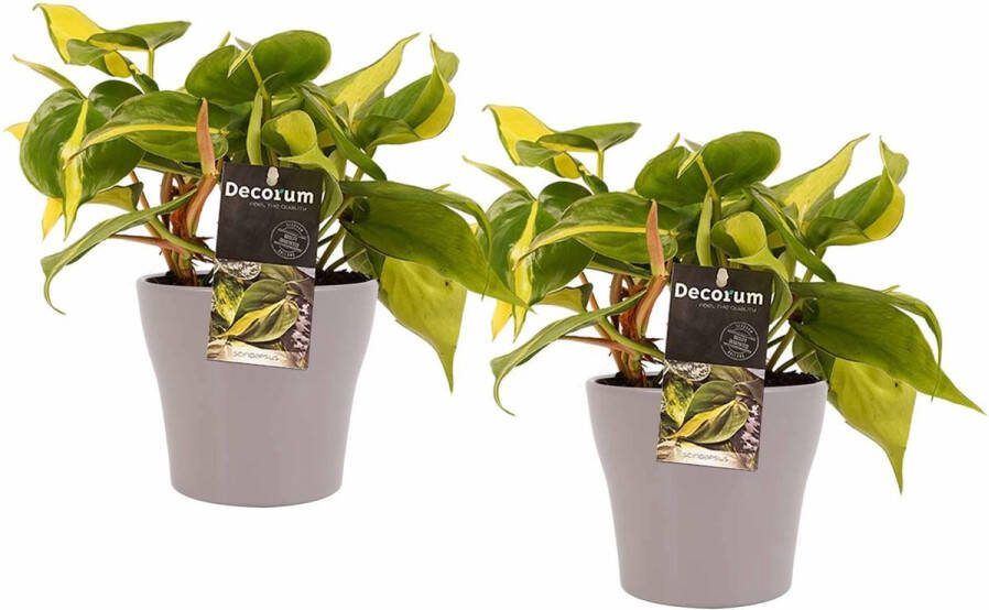 BOTANICLY Kamerplanten van – 2 × Philodendron Brazil incl. taupe sierpot als set – Hoogte: 15 cm