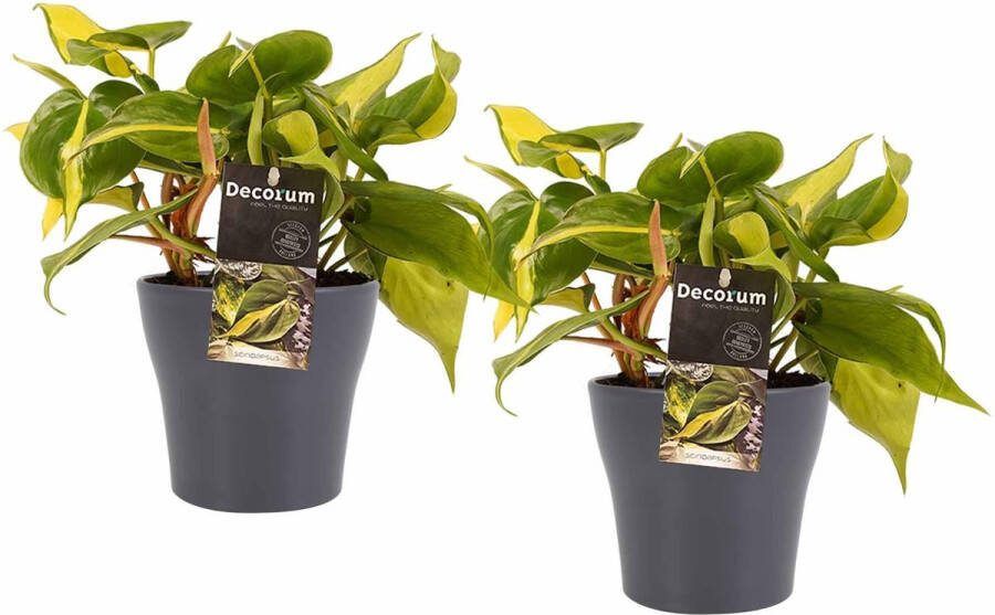 BOTANICLY Kamerplanten van – 2 × Philodendron Brazil met grijze sierpot als set – Hoogte: 15 cm