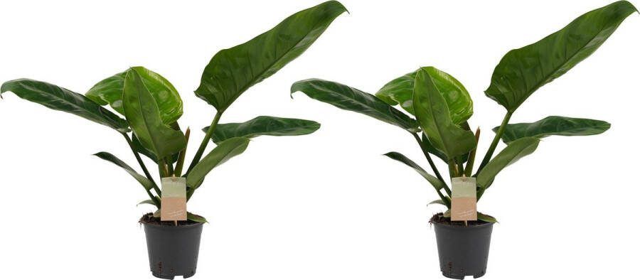 BOTANICLY Kamerplanten van – 2 × Philodendron imperial Green – Hoogte: 45 cm