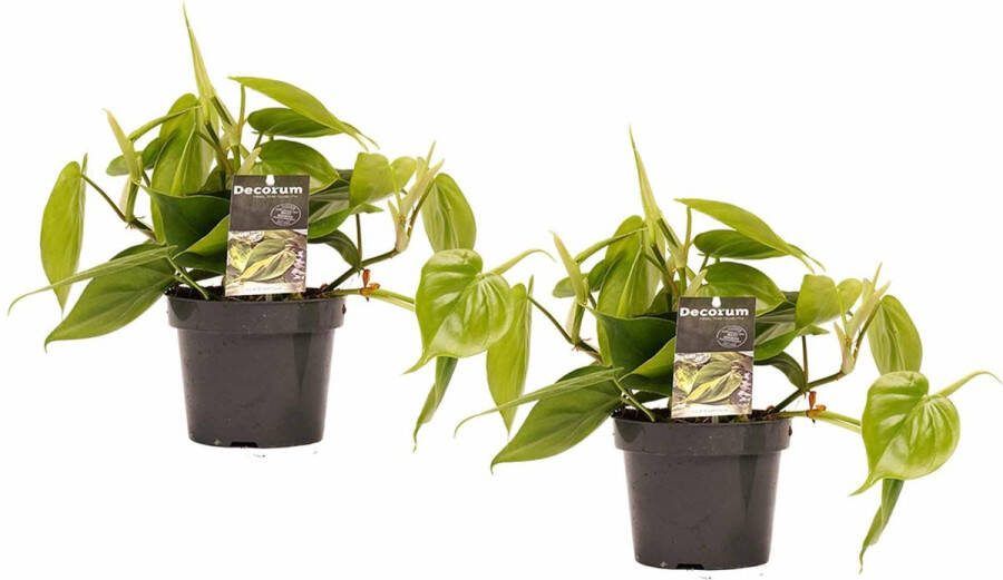 BOTANICLY Kamerplanten van – 2 × Philodendron scandens – Hoogte: 15 cm