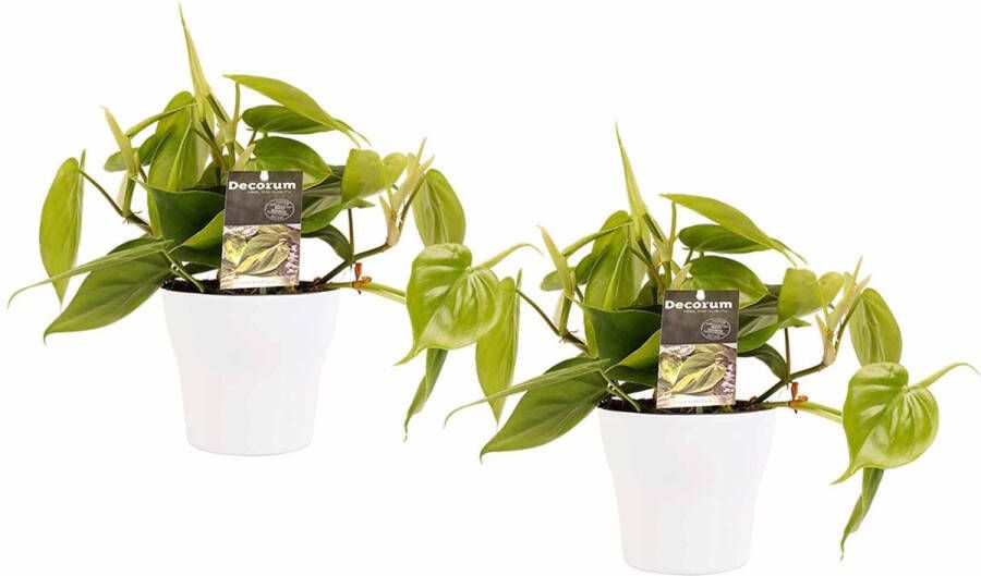 BOTANICLY Kamerplanten van – 2 × Philodendron scandens incl. sierpot wit als set – Hoogte: 15 cm