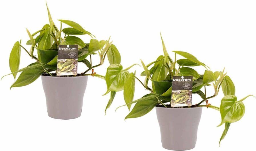 BOTANICLY Kamerplanten van – 2 × Philodendron scandens incl. taupe sierpot als set – Hoogte: 15 cm