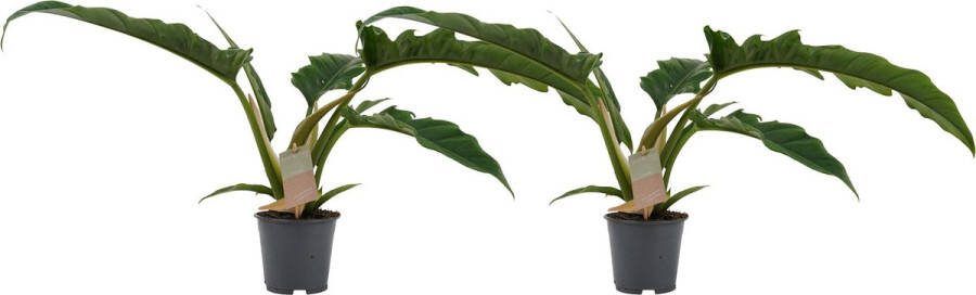 BOTANICLY Kamerplanten van – 2 × Philodendron stenolobum Narrow Escape – Hoogte: 45 cm