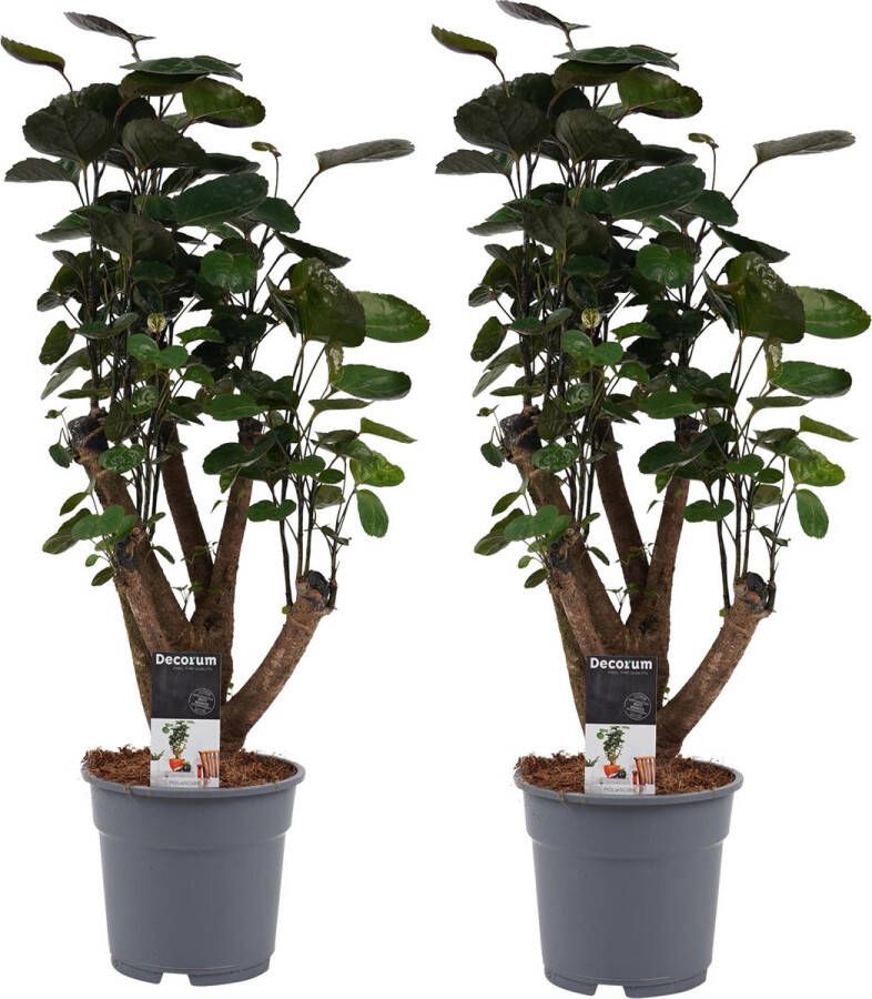 BOTANICLY Kamerplanten van – 2 × Polyscias Fabian – Hoogte: 50 cm