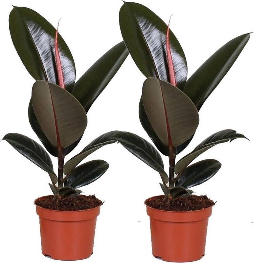 BOTANICLY Kamerplanten van – 2 × Rubberboom – Hoogte: 35 cm – Ficus Elastica Robusta