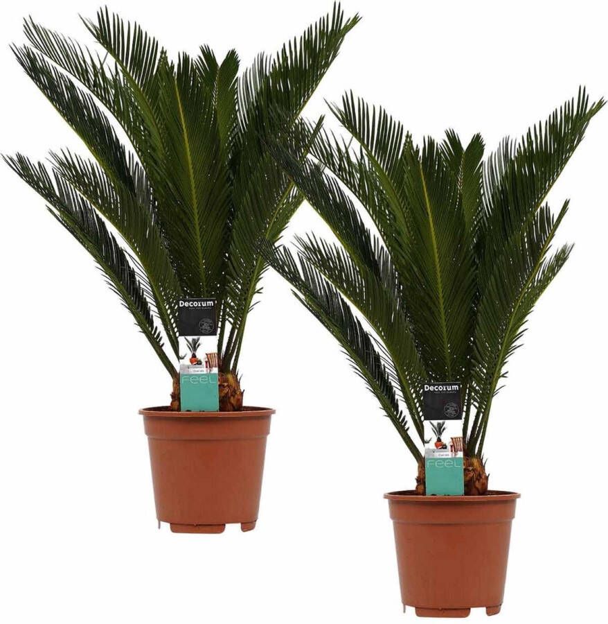 BOTANICLY Kamerplanten van – 2 × Varenpalm – Hoogte: 55 cm – Cycas Revoluta