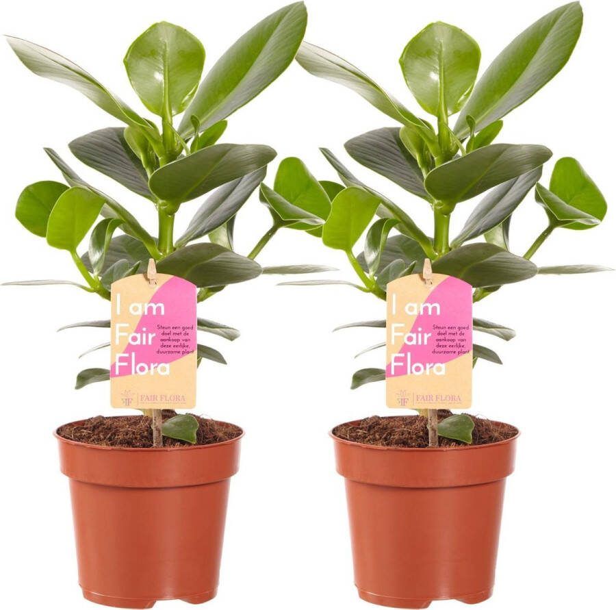 BOTANICLY Kamerplanten van – 2 × Varkensboom – Hoogte: 35 cm – Clusia Princess