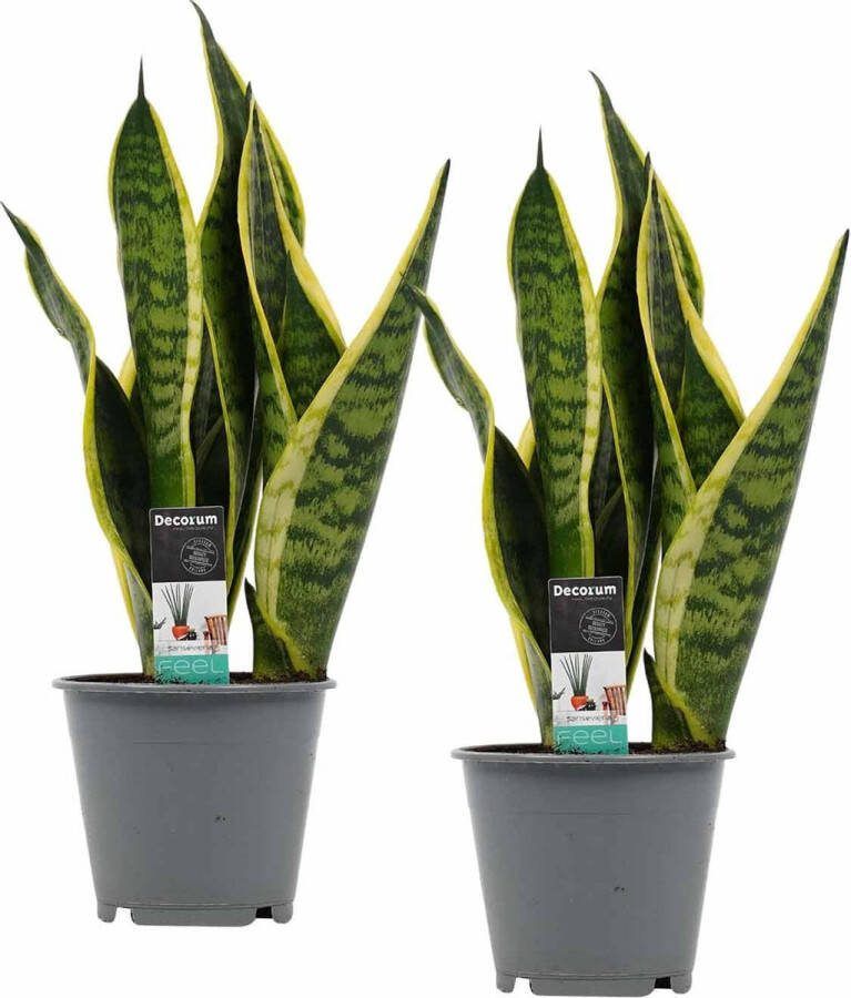 BOTANICLY Kamerplanten van – 2 × Vrouwentongen – Hoogte: 35 cm – Sansevieria trif. Superba