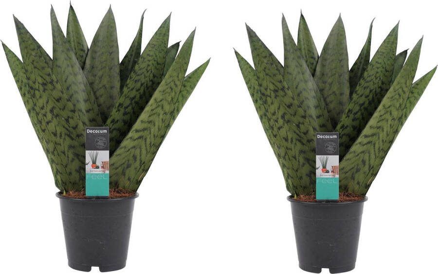 BOTANICLY Kamerplanten van – 2 × Vrouwentongen – Hoogte: 35 cm – Sansevieria Zeylanica