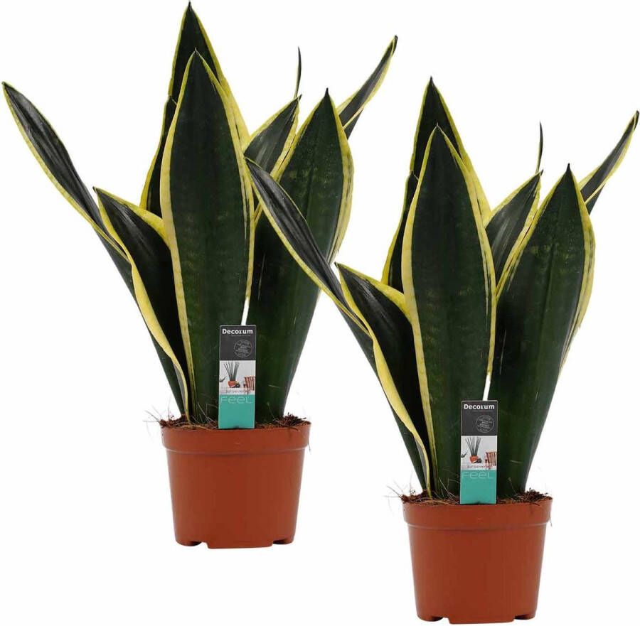 BOTANICLY Kamerplanten van – 2 × Vrouwentongen – Hoogte: 50 cm – Sansevieria Fire