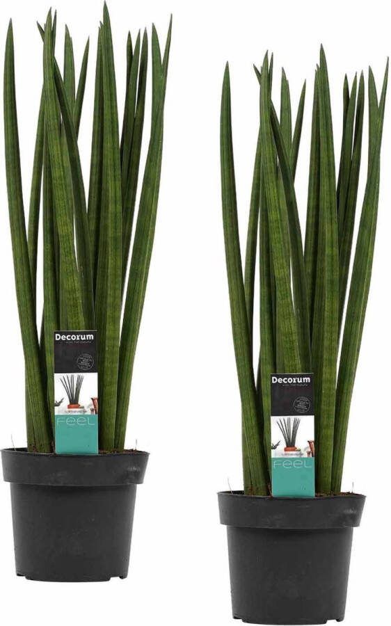 BOTANICLY Kamerplanten van – 2 × Vrouwentongen – Hoogte: 70 cm – Sansevieria Cylindrica Spaghetti