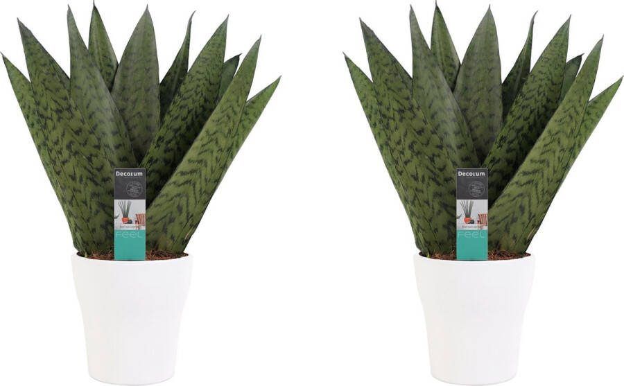 BOTANICLY Kamerplanten van – 2 × Vrouwentongen incl. sierpot wit als set – Hoogte: 35 cm – Sansevieria Zeylanica
