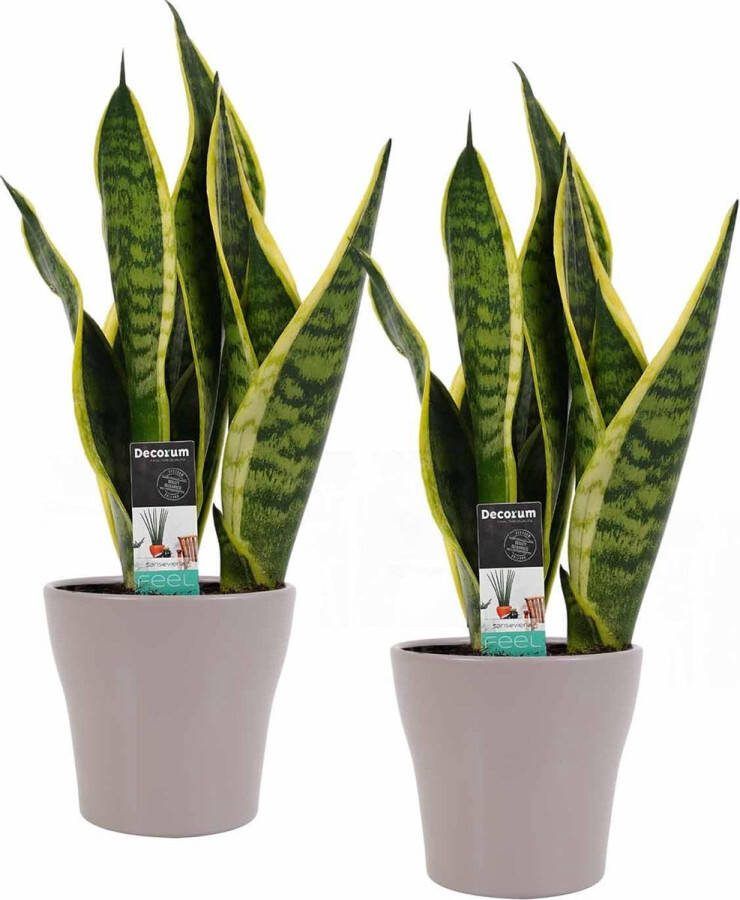 BOTANICLY Kamerplanten van – 2 × Vrouwentongen incl. taupe sierpot als set – Hoogte: 35 cm – Sansevieria trif. Superba