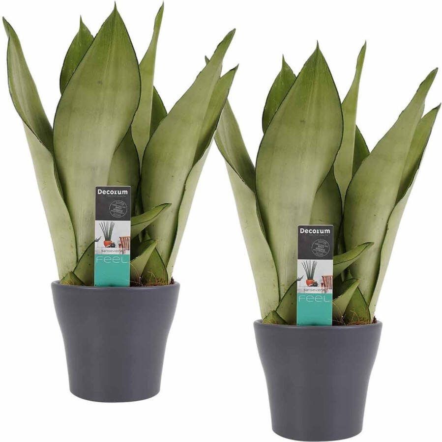 BOTANICLY Kamerplanten van – 2 × Vrouwentongen met grijze sierpot als set – Hoogte: 30 cm – Sansevieria trif. Moonshine