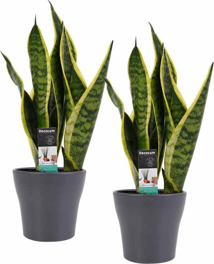 BOTANICLY Kamerplanten van – 2 × Vrouwentongen met grijze sierpot als set – Hoogte: 35 cm – Sansevieria trif. Superba