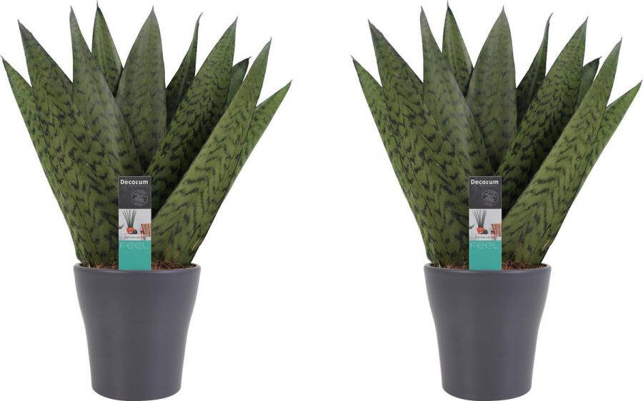 BOTANICLY Kamerplanten van – 2 × Vrouwentongen met grijze sierpot als set – Hoogte: 35 cm – Sansevieria Zeylanica