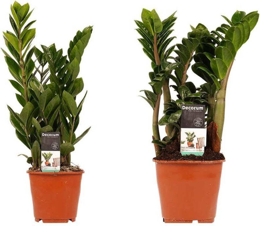 BOTANICLY Kamerplanten van – 2 × Zamio Zenzi Zamio Culcas – Hoogte: 40 cm