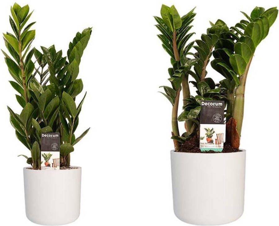 BOTANICLY Kamerplanten van – 2 × Zamio Zenzi Zamio Culcas incl. witte cilindrische sierpot als set – Hoogte: 40 cm