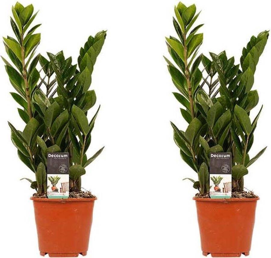 BOTANICLY Kamerplanten van – 2 × Zamioculcas zamiifolia – Hoogte: 45 cm