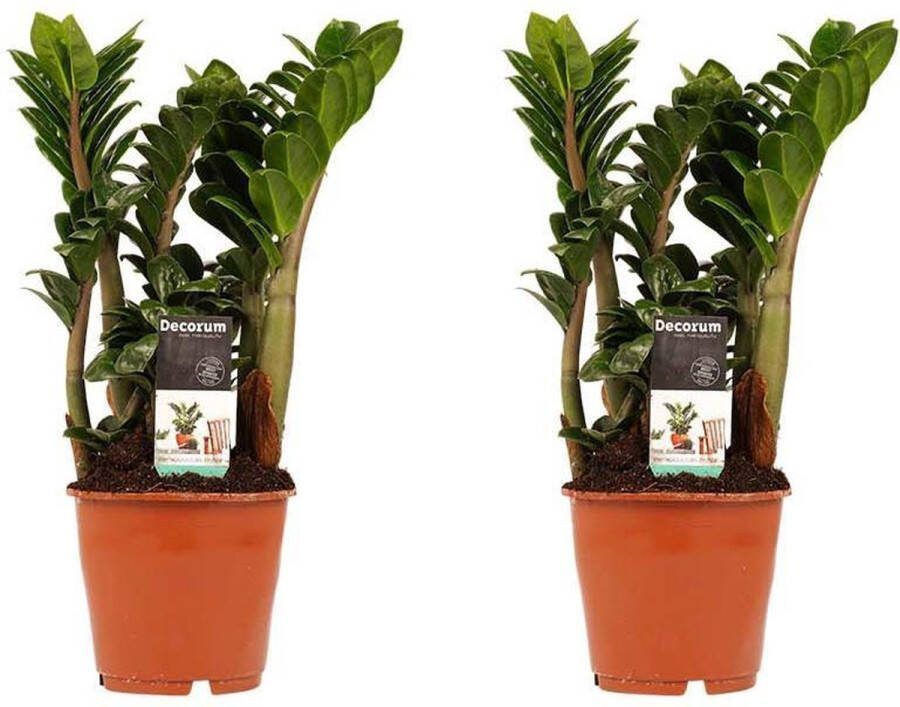 BOTANICLY Kamerplanten van – 2 × Zamioculcas Zenzi – Hoogte: 40 cm