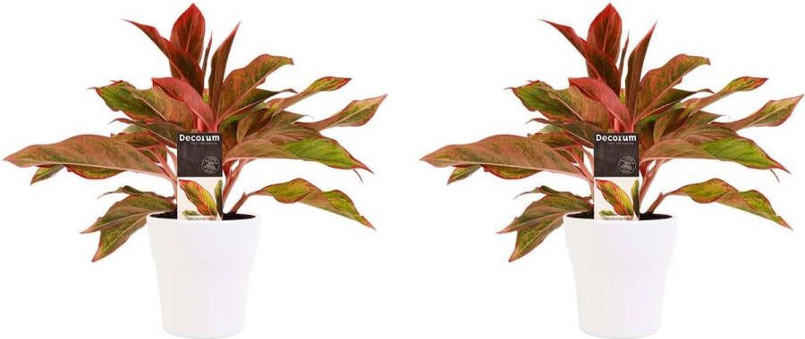 BOTANICLY Kamerplanten van – 2 × Aglaonema incl. sierpot wit als set – Hoogte: 25 cm