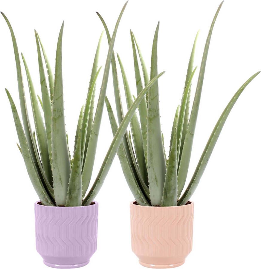 BOTANICLY Kamerplanten van – 2 × Aloe Vera – Hoogte: 35 cm