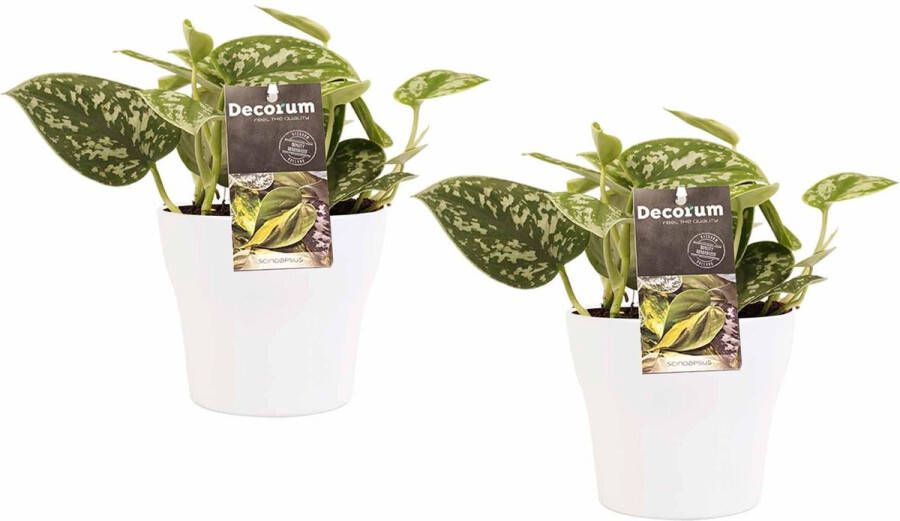 BOTANICLY Kamerplanten van – 2 × Drakenklimop incl. sierpot wit als set – Hoogte: 15 cm – Scindapsus pictus