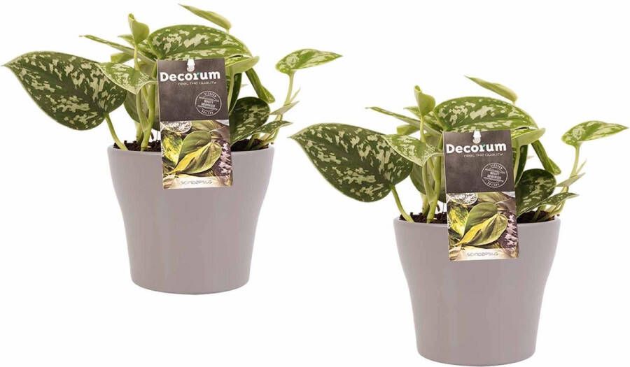 BOTANICLY Kamerplanten van – 2 × Drakenklimop incl. taupe sierpot als set – Hoogte: 15 cm – Scindapsus pictus