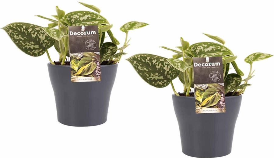 BOTANICLY Kamerplanten van – 2 × Drakenklimop met grijze sierpot als set – Hoogte: 15 cm – Scindapsus pictus