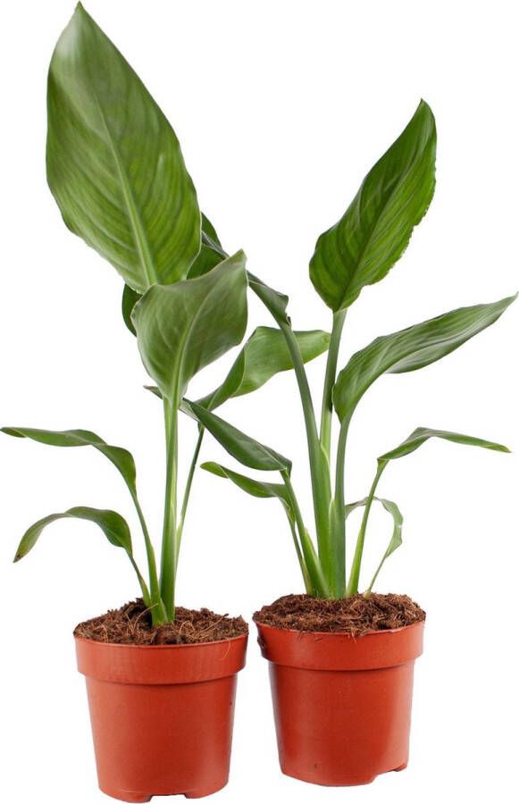 BOTANICLY Kamerplanten van – 2 × Paradijsvogelbloem – Hoogte: 35 cm – Strelitzia Reginae