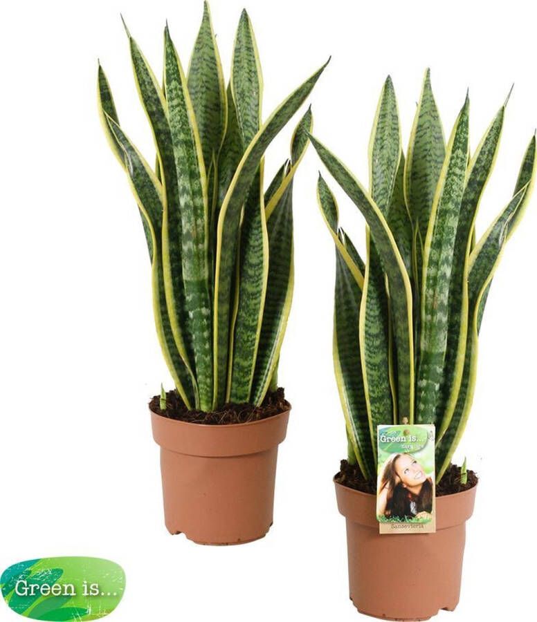 BOTANICLY Kamerplanten van – 2 × Vrouwentongen – Hoogte: 60 cm – Sansevieria Laurentii