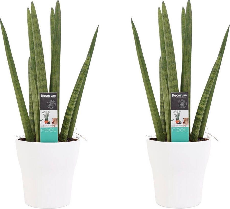 BOTANICLY Kamerplanten van – 2 × Vrouwentongen incl. sierpot wit als set – Hoogte: 35 cm – Sansevieria Cylindrica