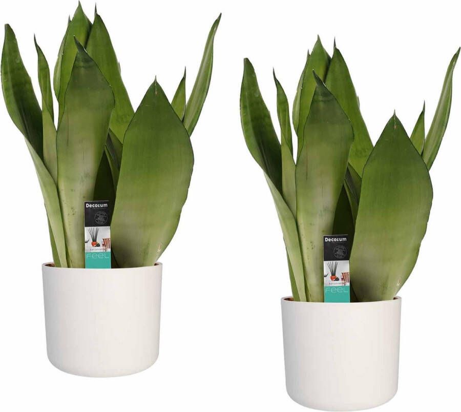 BOTANICLY Kamerplanten van – 2 × Vrouwentongen incl. witte cilindrische sierpot als set – Hoogte: 50 cm – Sansevieria trif. Moonshine