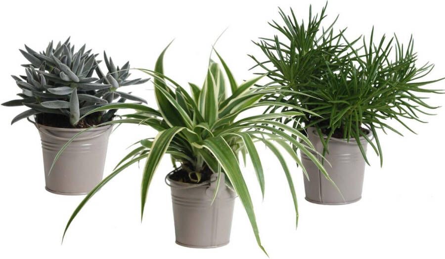 BOTANICLY Kamerplanten van – 3 × Amazone Mix incl. taupe sierpot als set – Hoogte: 15 cm