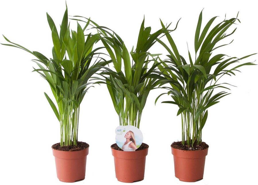 BOTANICLY Kamerplanten van – 3 × Goudpalm – Hoogte: 45 cm – Areca dypsis lutescens